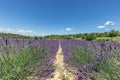 Two slender endless parallel rows ofÃÂ lavender bushes on field surrounded by forest under clear summer sky. Vaucluse, Provence, Royalty Free Stock Photo